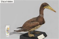 Brown Booby Collection Image, Figure 6, Total 11 Figures